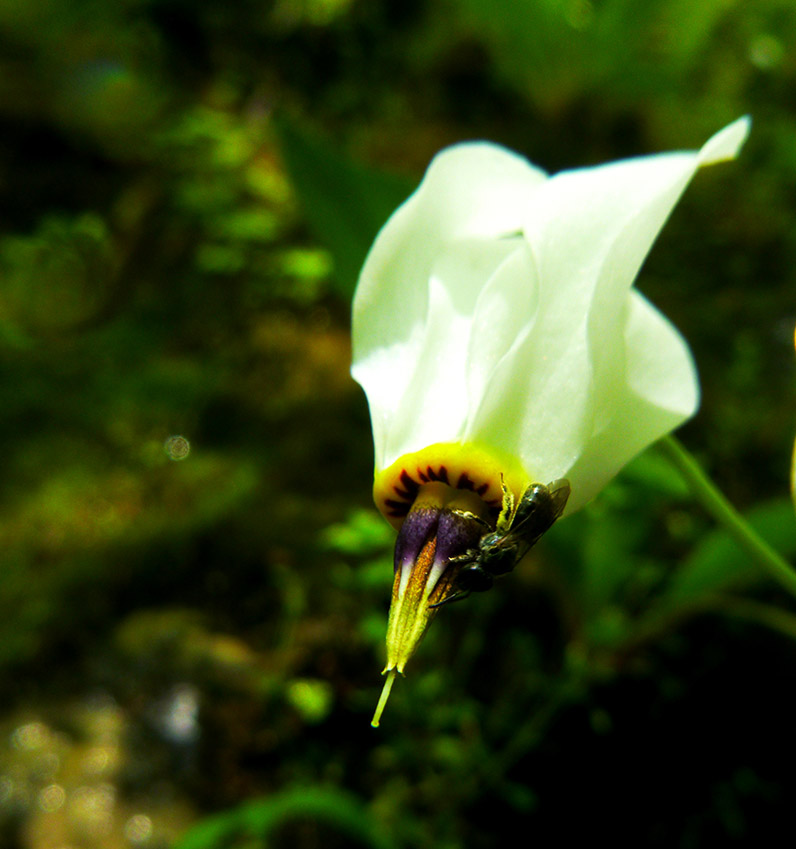 Sweatbee on Mystery Flower